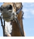 In Horse We Trust - Bride Evolution Contact Dressage sans pull-back